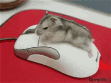 GIF