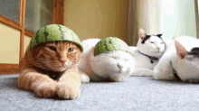 暇　ひま　ヒマ　猫　ねこ　ネコ　スイカ GIF - Jptimeonmyhands Cats Watermelon GIFs