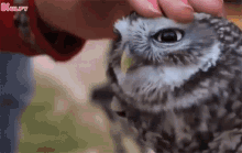 World Animal Welfare Day Owl GIF - World Animal Welfare Day Owl Cute GIFs