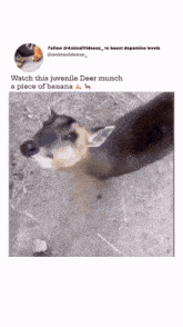 Derr Deer GIF - Derr Deer Banana GIFs