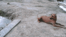 Dog To The Rescue Jump In Water GIF - Dog To The Rescue Jump In Water Rescue GIFs