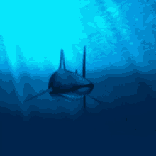 Ajkula Shark GIF - Ajkula Shark Fish GIFs
