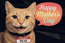 a cat is wearing a name tag that says hello bear