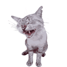 cat laughing