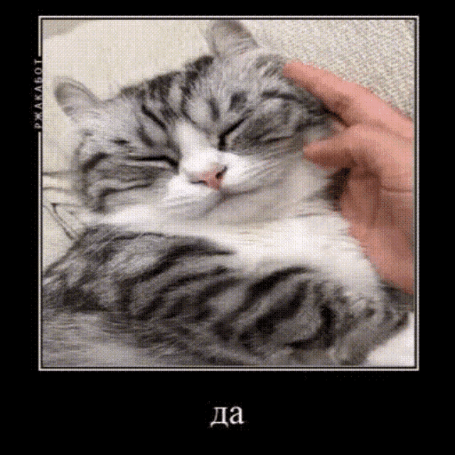 Cats GIF - Cats - Discover & Share GIFs