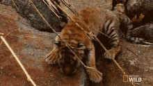 tiger cub tiger cub escape tiger climbing baby tiger