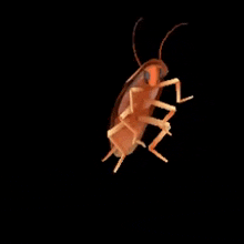 Cockroach Dancing GIF