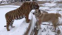 Tiger Licking Dog This Is Happening GIF - Tiger Licking Dog This Is Happening Friendly Tiger GIFs