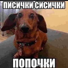 a dachshund with a collar is sitting on a table with a caption in russian .
