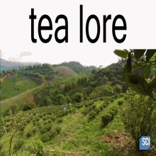 Tea Lore Tea GIF - Tea Lore Tea Lore GIFs