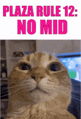 a picture of a cat with the words " plaza rule 12 : no mid " written above it