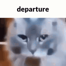 Grey Cat Departure GIF