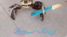 a picture of two crabs with the words love missy written on the bottom
