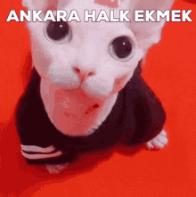 Ankara Halk Ekmek Ankara GIF - Ankara Halk Ekmek Ankara Ankara Bingus GIFs