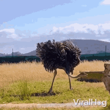 Ostrich Dancing Viralhog GIF - Ostrich Dancing Viralhog Ostrich Turning In Circle GIFs