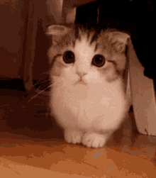 Allyouneedislove Cute GIF - Allyouneedislove Cute Kitty GIFs