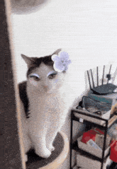 a cat with a flower on its head is sitting on a cat tree
