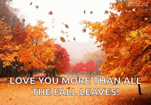 Autumn Leaves GIF - Autumn Leaves Maple Trees - Discover & Share GIFs