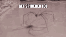 Spider Spidered GIF - Spider Spidered Lol GIFs