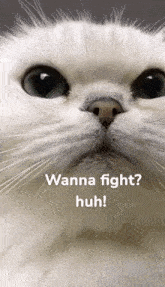 a close up of a cat 's face with the words wanna fight huh written below it