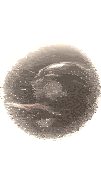 a brown sphere with a white background and a reflection
