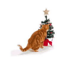 christmas santa claus cat petsure be petsure