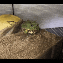 a green frog is sitting on top of a pile of gravel