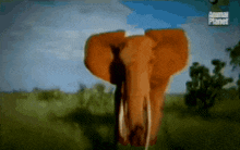 Elephant Running GIF - Elephant Running Animal Planet GIFs