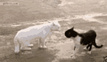 Cats Funny Animals GIF - Cats Funny Animals Standoff GIFs