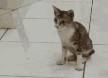 Kucing GIF - Kucing GIFs
