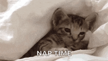 Cute Cats GIF - Cute Cats Nap GIFs
