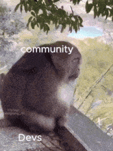 a monkey sitting on a ledge with the words community devs written above it