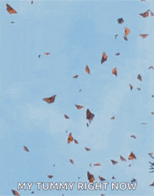 Butterflies Monarchbutterflies GIF - Butterflies Monarchbutterflies Migration GIFs
