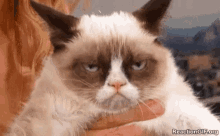 Cat Grumpy GIF