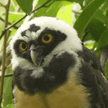 Chirping Sleepy Spectacled Owl GIF - Chirping Sleepy Spectacled Owl Robert E Fuller GIFs