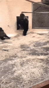 two gorillas are playing with each other in a cage filled with hay .