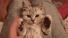 . GIF - Cat Cute Paws GIFs