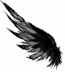 Wings Blackwings GIF - Wings Blackwings Feather GIFs