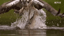 Osprey Catch GIF
