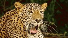 Leopard Yawn GIF