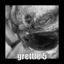Grettle Grettle5 GIF - Grettle Grettle5 GIFs