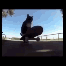 Cat Skateboard GIF - Cat Skateboard Kitty GIFs
