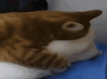 Cats Kissing Funny Cats GIF - Cats Kissing Cats Funny Cats GIFs