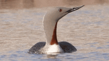 Turning On The Other Way Red-throated Diver GIF - Turning On The Other Way Red-throated Diver Robert E Fuller GIFs