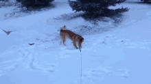 Nose Plow GIF - Dog Play Snow GIFs