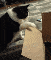Cat Hitting Box Annoying Cat GIF - Cat Hitting Box Annoying Cat Cat Being Annoying GIFs