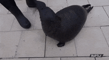 Seal Attack Seal Jumpscare GIF - Seal Attack Seal Seal Jumpscare GIFs