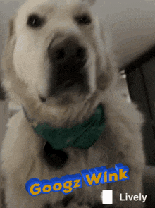Googz Wink GIF - Googz Wink Pluto GIFs