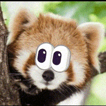 a close up of a red panda with cartoon eyes on it 's face