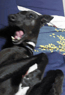 a black dog with its mouth open is laying on a bed